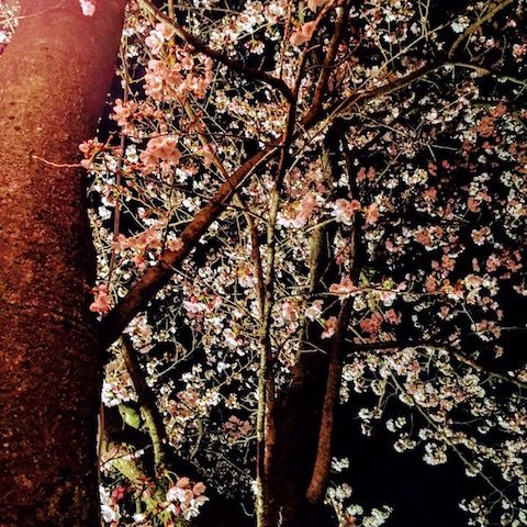 4月5日(水)今日の一コマ