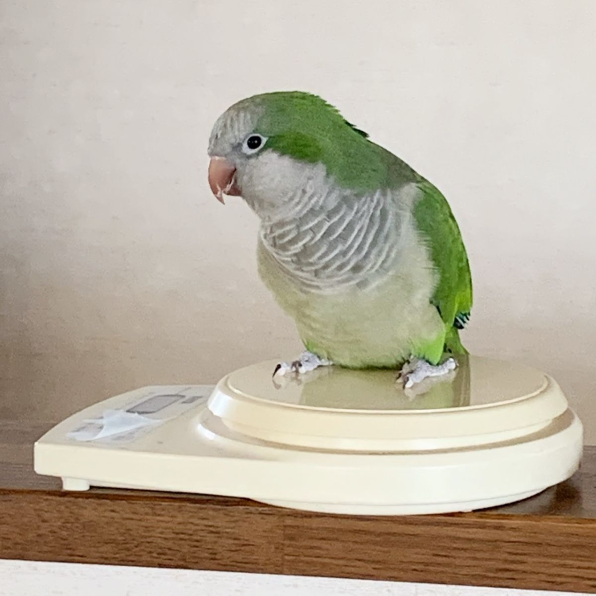 江戸川権八総司令登場！！