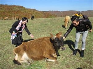 厳選！岩手の極上牧場巡り！