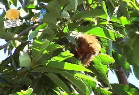 秋の女子旅！信州の小京都…、栗の小布施