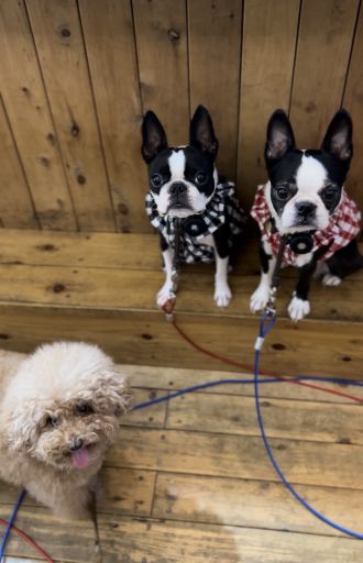 「テコとmapi」拡大版?愛犬と?昼も夜もお出かけしたくなる イチオシのスポットをご紹介