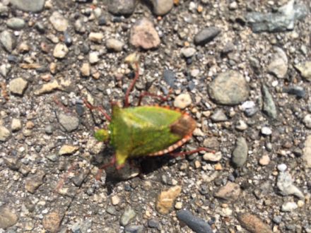 斉藤リョーツのいただき！タートル！