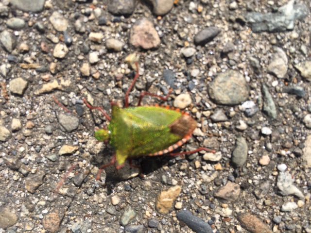 斉藤リョーツのいただき！タートル！