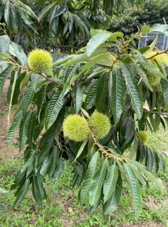 【Dear Japan～茨城県・笠間の栗～第2話】