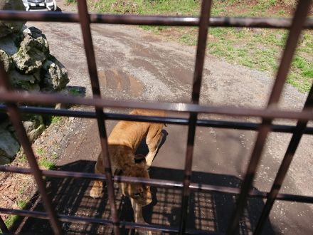土岐麻子の富士サファリパーク探検 with TOKI CHIC RADIO 第2話