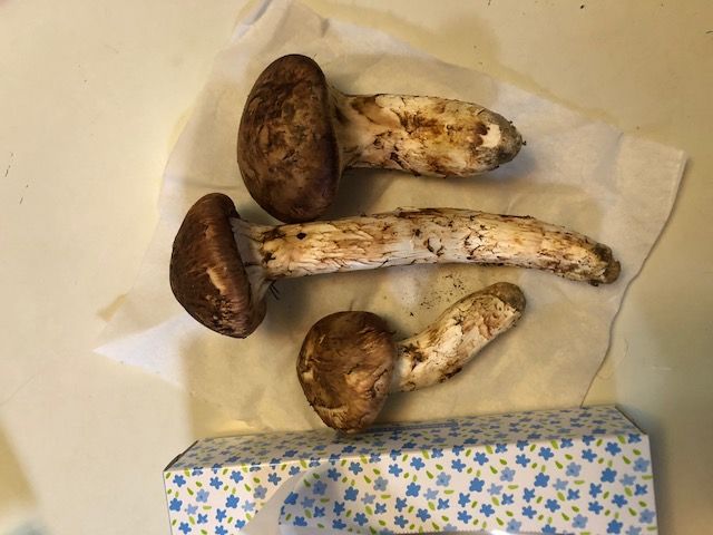 斉藤リョーツのいただき！巨茸！