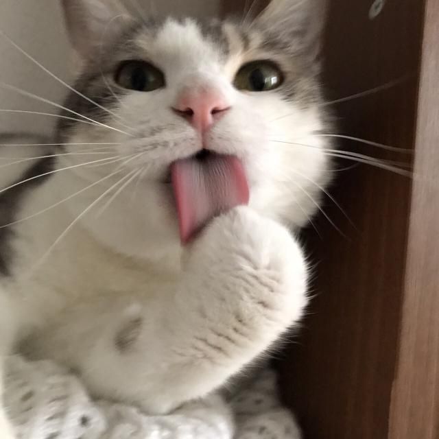 今回の音声コンテンツは、、、、？