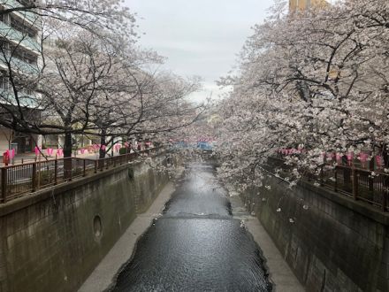 斉藤リョーツのいただき！おじ桜