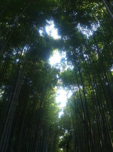 今日の一コマは「京都　嵐山の竹林」