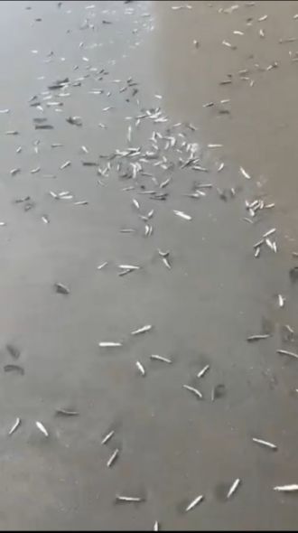 斎藤リョーツのいただき！イワシ！