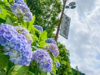 Vol.12 アジサイが見頃の白鳥温泉を満喫！