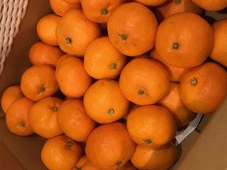 №１１７　　年越しから新年へ！　まとめてGO－！！！