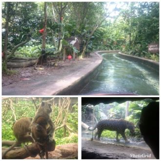 今日の1コマは「リバーサファリ」