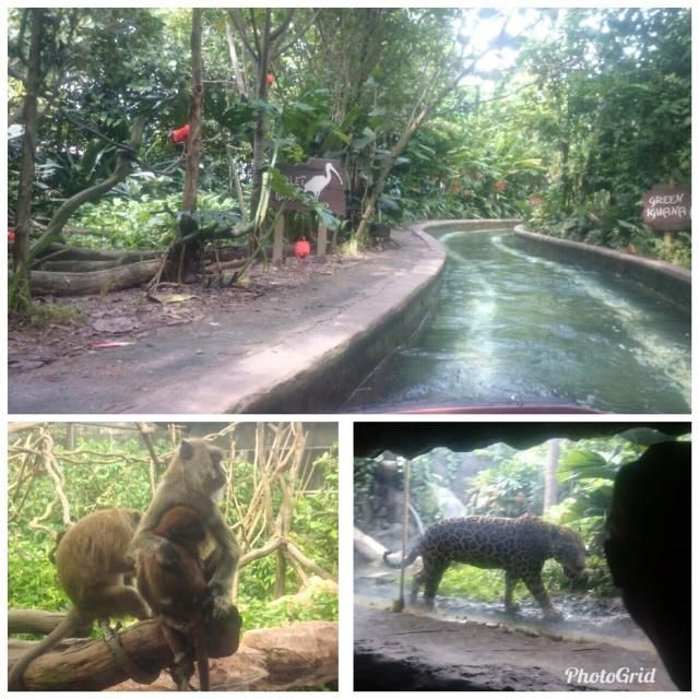 今日の1コマは「リバーサファリ」