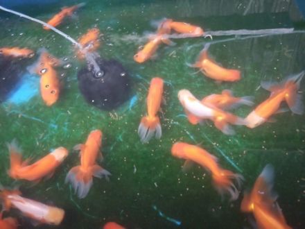 お宝ファイルNO.148　白川金魚