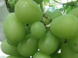 高級シャインマスカット食べ放題☆