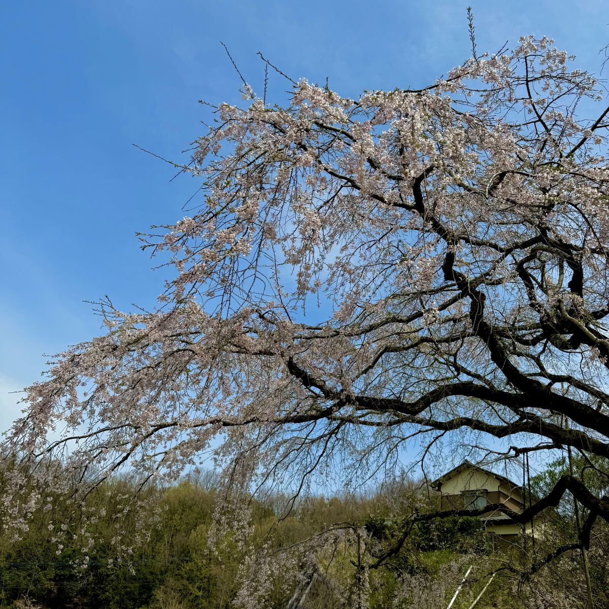 第106回「綾川町の名所！”堀池のしだれ桜”?」2024.4.2OA