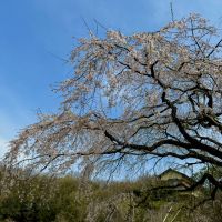 第106回「綾川町の名所！”堀池のしだれ桜”?」2024.4.2OA