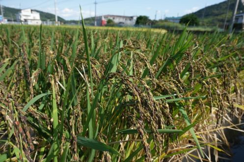 第25回「古代米を未来へ繋ぐお話」2022.09.27