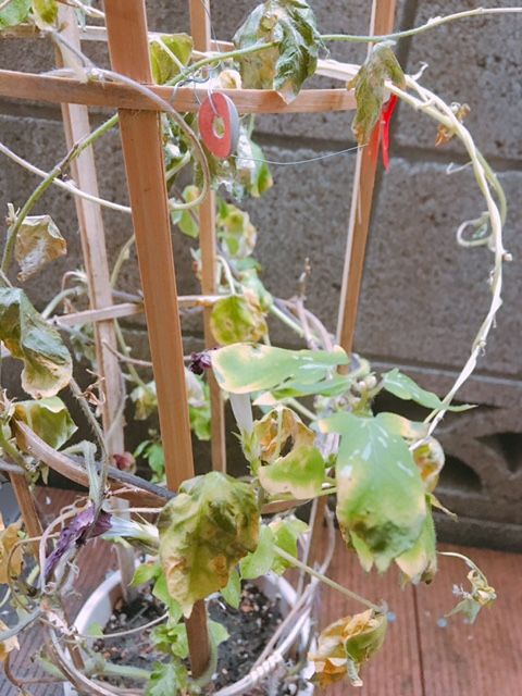 9月4日(月）【ショックな出来事】