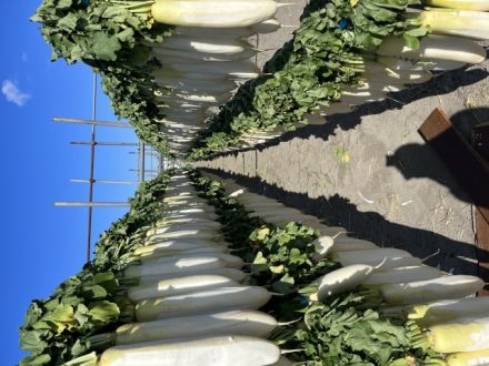 斉藤りょーつのいただき！