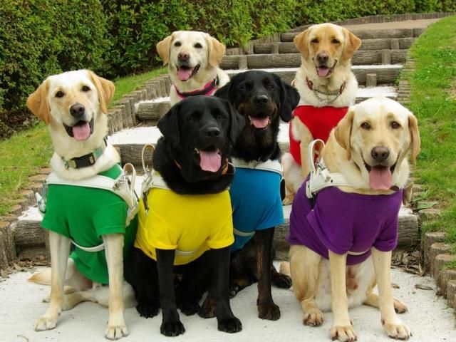 「社会で支える盲導犬！を応援」プロジェクト