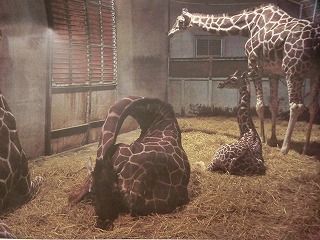 次回は『キリンの話』