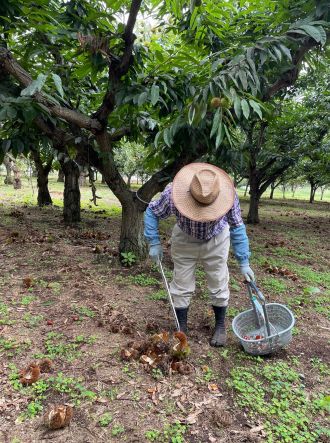 ラジオドラマ【Dear Japan～茨城県・笠間の栗～第2話】