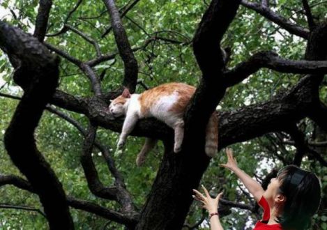 Cat Rescue サチリン！