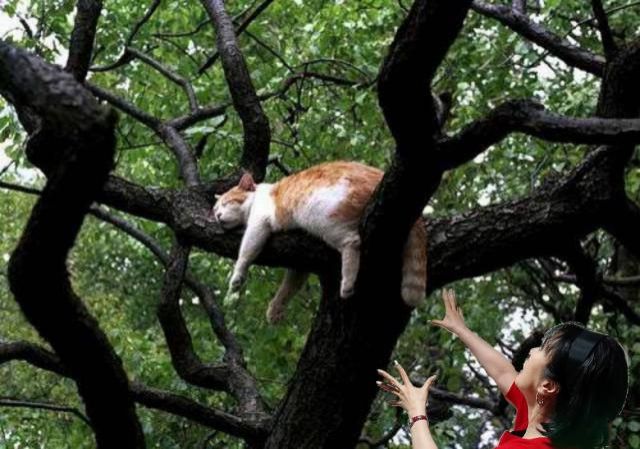 Cat Rescue サチリン！