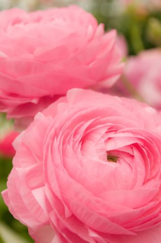 1月31日（火）いもっち今ほしいもの