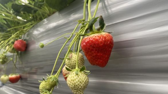 第94回「やってきました！いちごのシーズンが！」2024.1.9OA