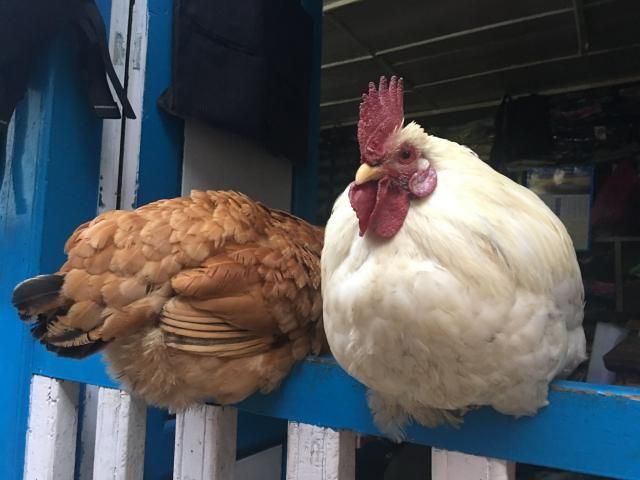 6月29日（水）担当：村上祐資