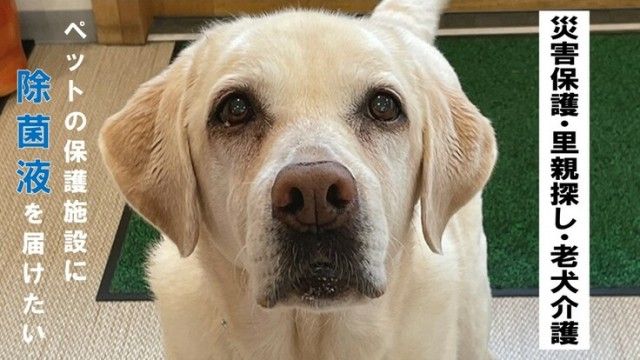 「動物にやさしい除菌液を保護犬・保護猫施設へ届けたい！」