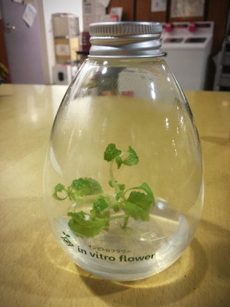 今日ご紹介したのは「インビトロフラワー」✿