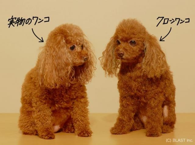 愛犬を最新技術で再現！「クローンワンコ」が新たな癒しに