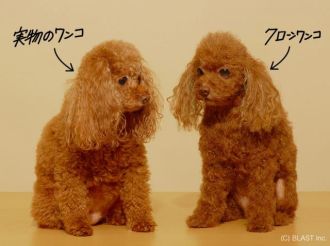 愛犬を最新技術で再現！「クローンワンコ」が新たな癒しに