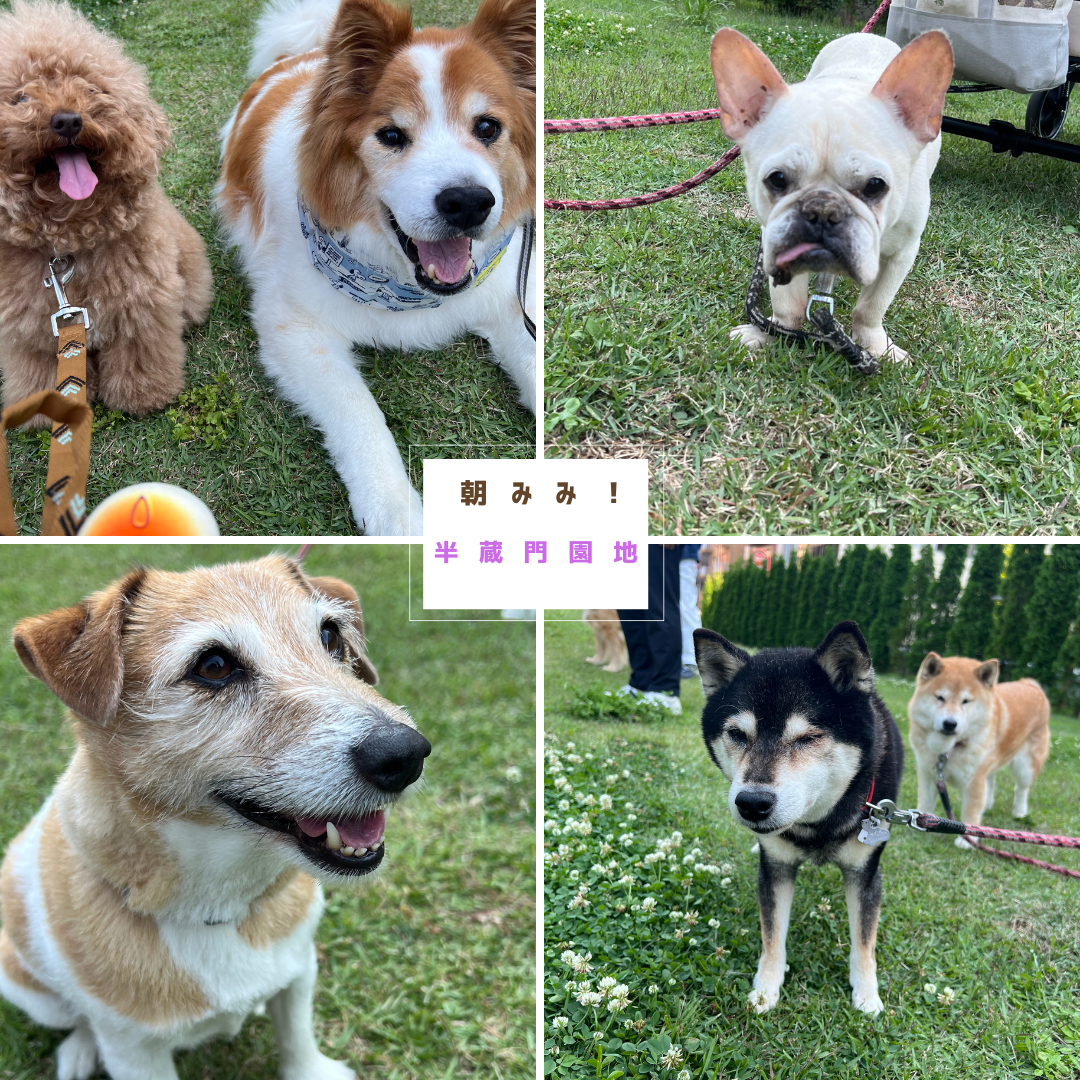 半蔵門にファミリーができました！美しい国民公園で癒しのひとときを