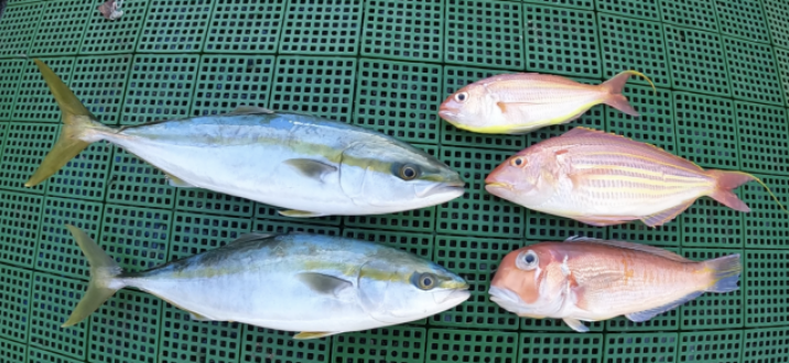 斉藤リョーツのいただき！ぎょぎょぎょ！