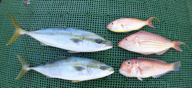 斉藤リョーツのいただき！ぎょぎょぎょ！