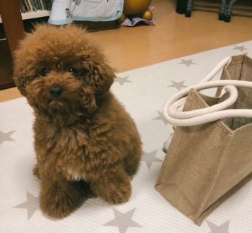 nukumoriプロジェクトから新グッズが誕生！？