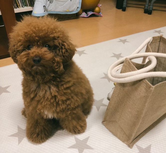 nukumoriプロジェクトから新グッズが誕生！？