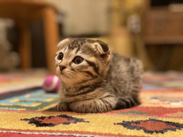 最近、猫を飼い始めました！