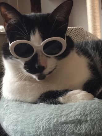 朝みみ！トーク ?わんちゃんをこよなく愛する、みんなの邦ちゃん、山田邦子さん登場！愛猫ちゃんたちとの日常を伺います。 邦ちゃんの選曲もお楽しみに。