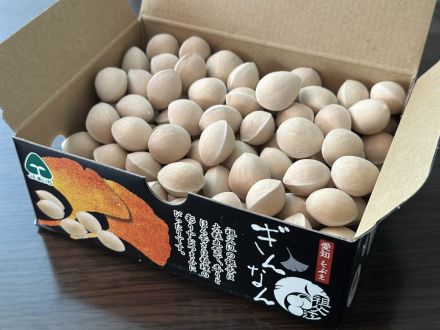 秋まっさかりの食材・祖父江ぎんなん（愛知）