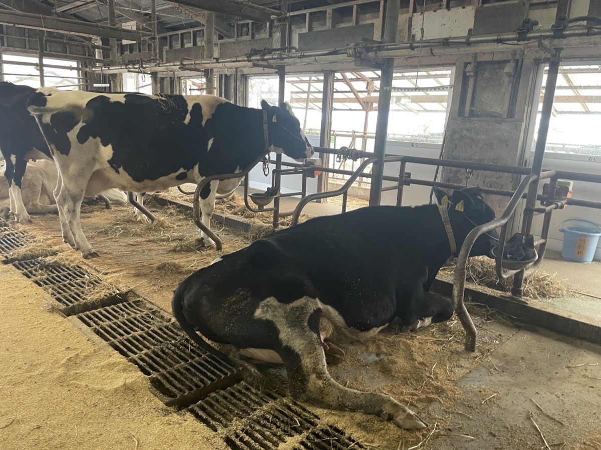 Radio Fes 2024 ～未来はみんなの手の中に～ 新潟県立農業大学校② 畜産経営科