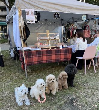 保護猫・保護犬が妊娠していたとしたらどうする？