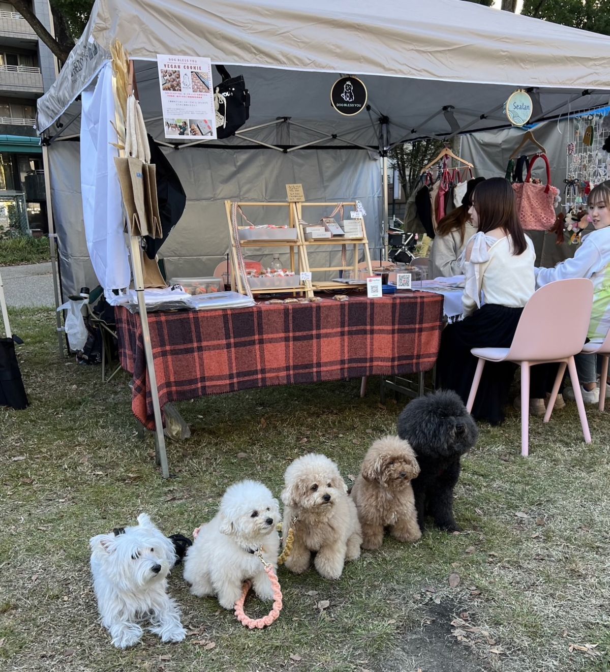 保護猫・保護犬が妊娠していたとしたらどうする？