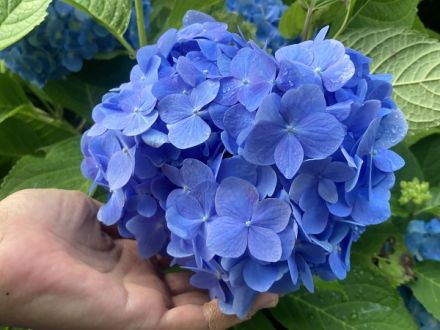 アジサイが見頃の白鳥温泉を満喫！