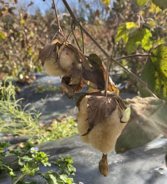 #50 国産の綿を広める「ふくしまオーガニックコットンプロジェクト」（後編）